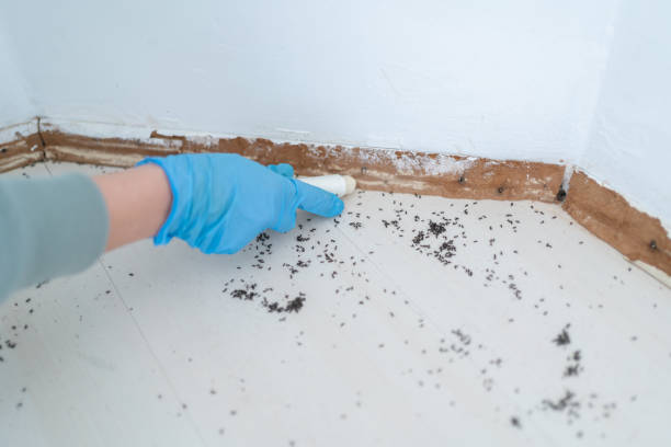 Best Termite Control Services  in Post, TX