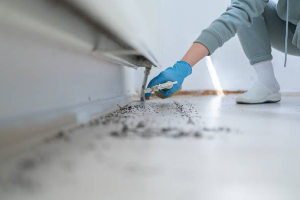 Flea Control Services in Post, TX